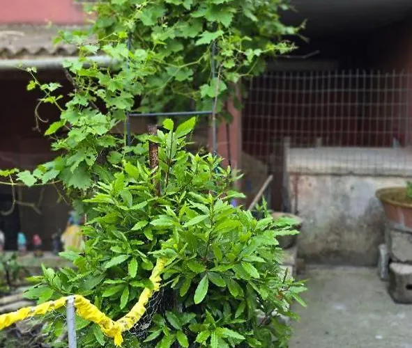 Сasa de vacaciones In Casa Con Cortili Ad - Sardegna